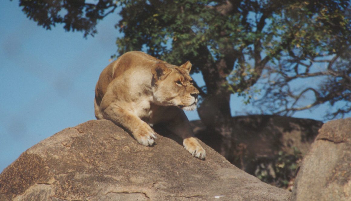 Lion stalking Prey - Grant Charsley