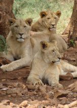 Lioness, Serengeti, Kilimanjaro, Tanzania, Safari