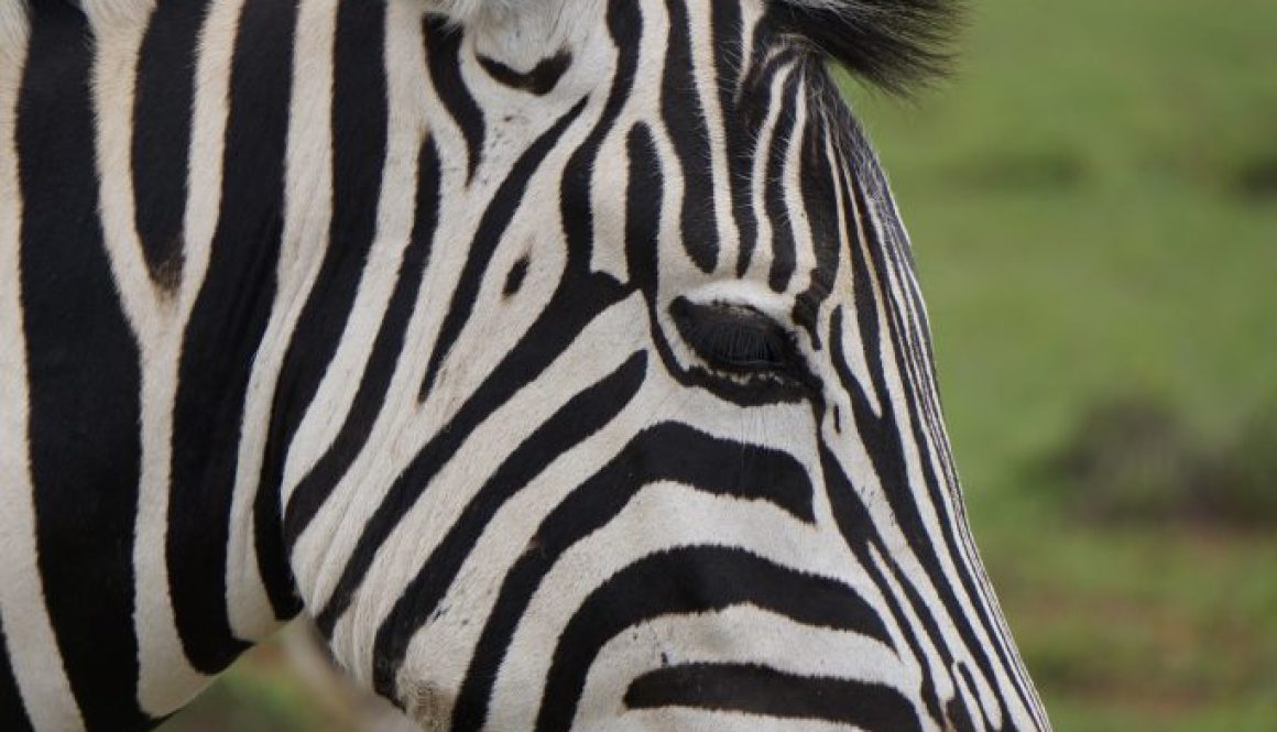 Image of Zebra from Grazyna Smit loading