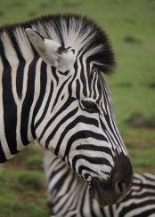 Zebra, Serengeti, Kilimanjaro, Tazmania, Safari