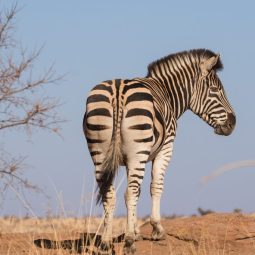 Zebra, Serengeti, Kilimanjaro, Tazmania