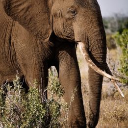 Elephant, Serengeti, Kilimanjaro, Tanzania, Safari