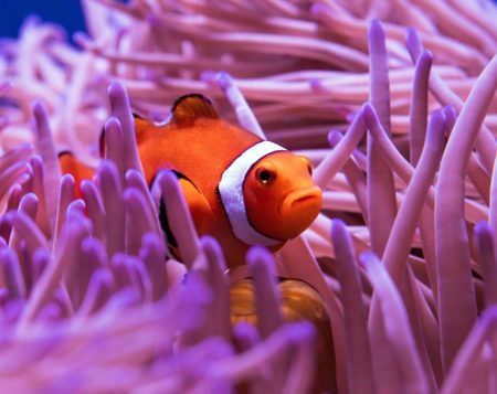 Clown Fish, Cairns, Queensland, Australia