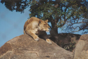 Lion