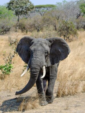 African Elephant mylon-ollila Zebra, Serengeti, Kilimanjaro, Tazmania