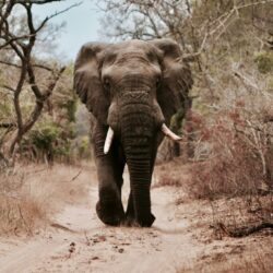 African Elephant on road will-shirley Elephant, Serengeti, Kilimanjaro, Tanzania, Safari
