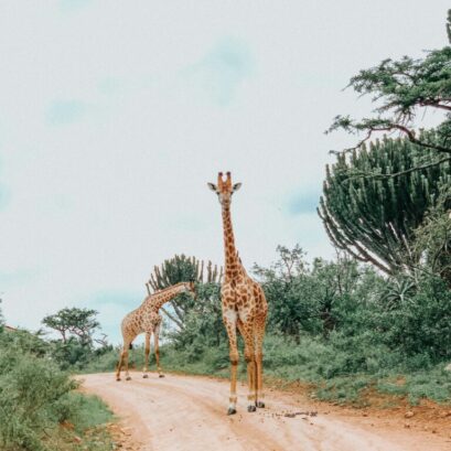 African Giraffe sharaan-muruvan Nice, Côte-d'Azur - City at night by Pierre Blaché