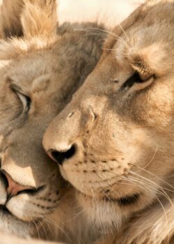 African Lion and Lioness andrea-brataas Lioness, Serengeti, Kilimanjaro, Tanzania, Safari