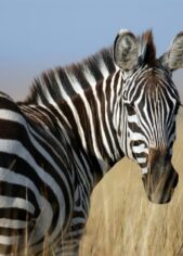 African Zebra jeff-griffith Zebra, Serengeti, Kilimanjaro, Tazmania, Safari