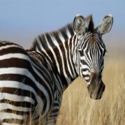 African Zebra jeff-griffith Zebra, Serengeti, Kilimanjaro, Tazmania