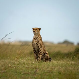 Cheetah, Africa, ahmed-galal Zebra, Serengeti, Kilimanjaro, Tazmania
