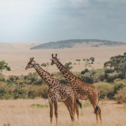 Giraffe on African plains harshil-gudka Giraffe on African plains