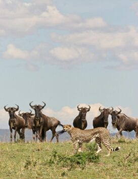 Wildebeest Zebra, Serengeti, Kilimanjaro, Tazmania
