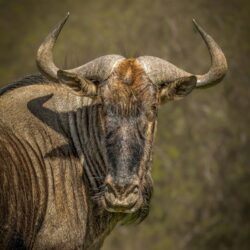 Wildebeest charl-durand Wildebeest