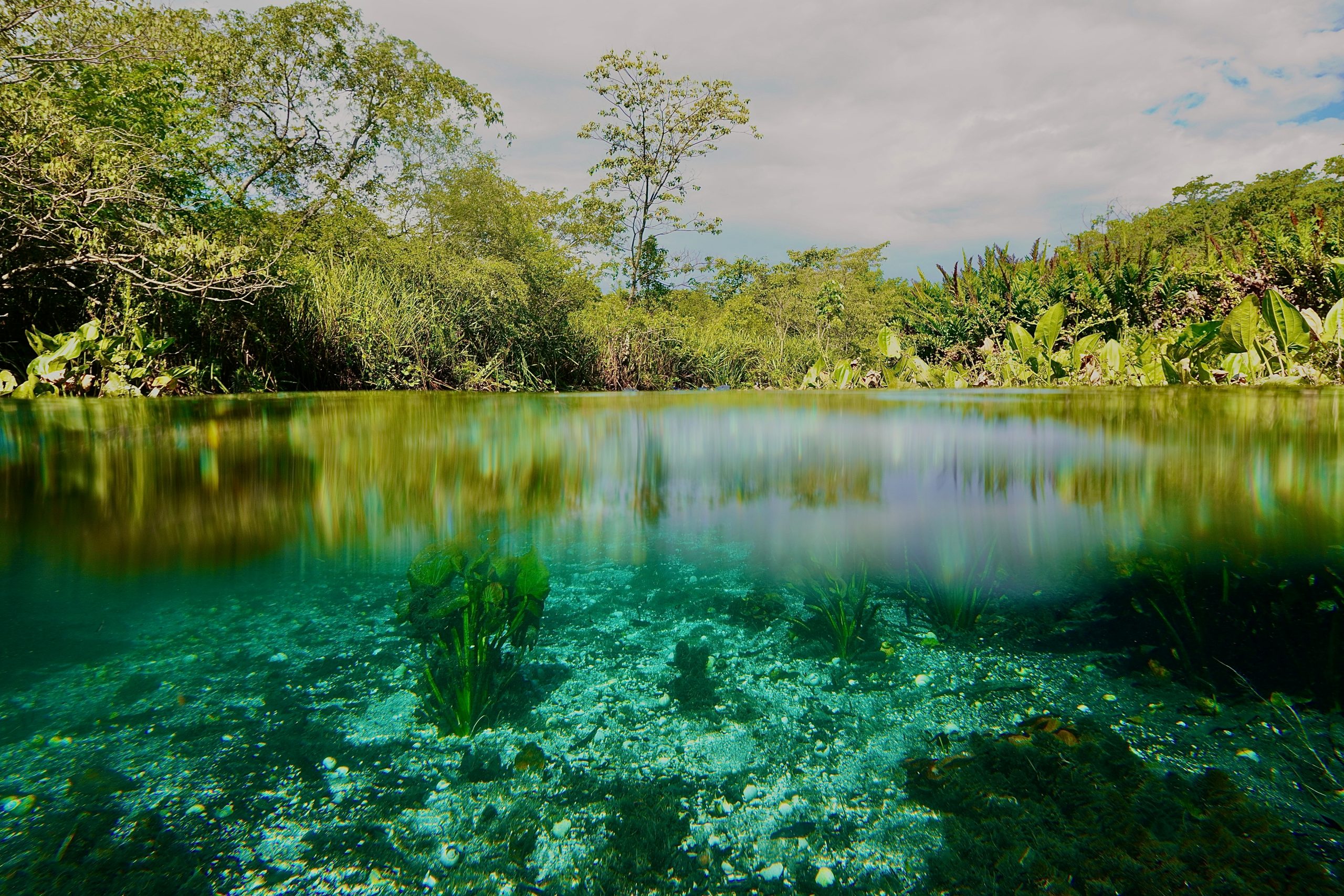 azzedine-rouichi-cZ3k8ZEcA-U-unsplash Aquario natural / Rio Sucuri Mato Grosso do Sul - Brasil. One of the most crystal clear waters in the world. Rio Sucuriú, State of Mato Grosso do Sul, Brazil
