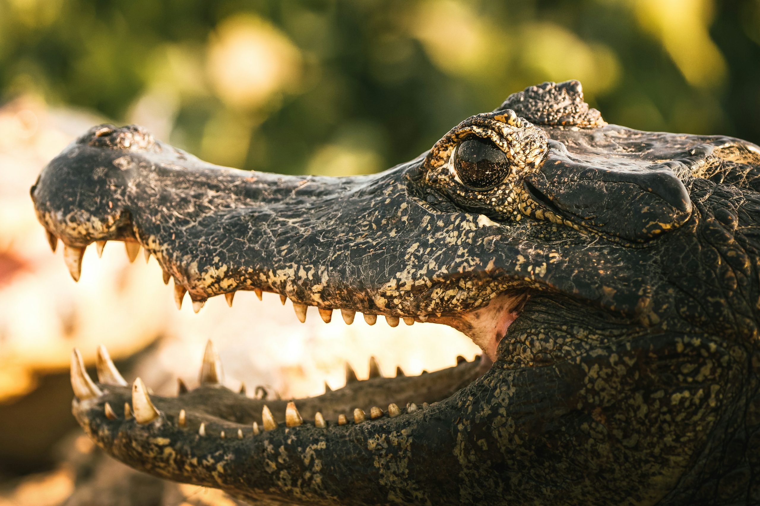 david-waite-euquelL3lkw-unsplash Yacare caiman - Pantanal, Brazil
