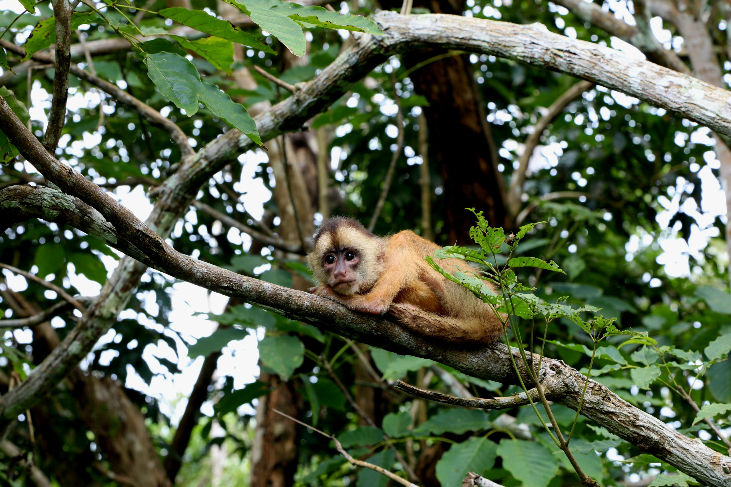 marcus-dall-col-qz5rzH7slWY-unsplash Monkey Forest, Manaus, Brasil