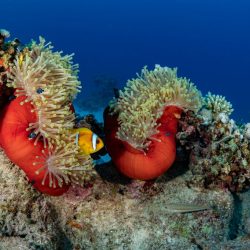 pascal-van-de-vendel-smpvGdrlXgw-unsplash Red Sea, the anemone are closing but the anemone fish will stay and use it as there shelter, they are not affected by the poison from the anemone.