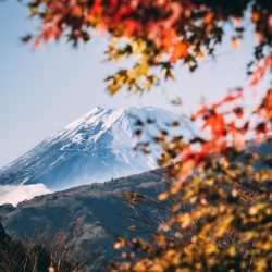 pexels-dsd-japan-250x250 Zebra, Serengeti, Kilimanjaro, Tazmania