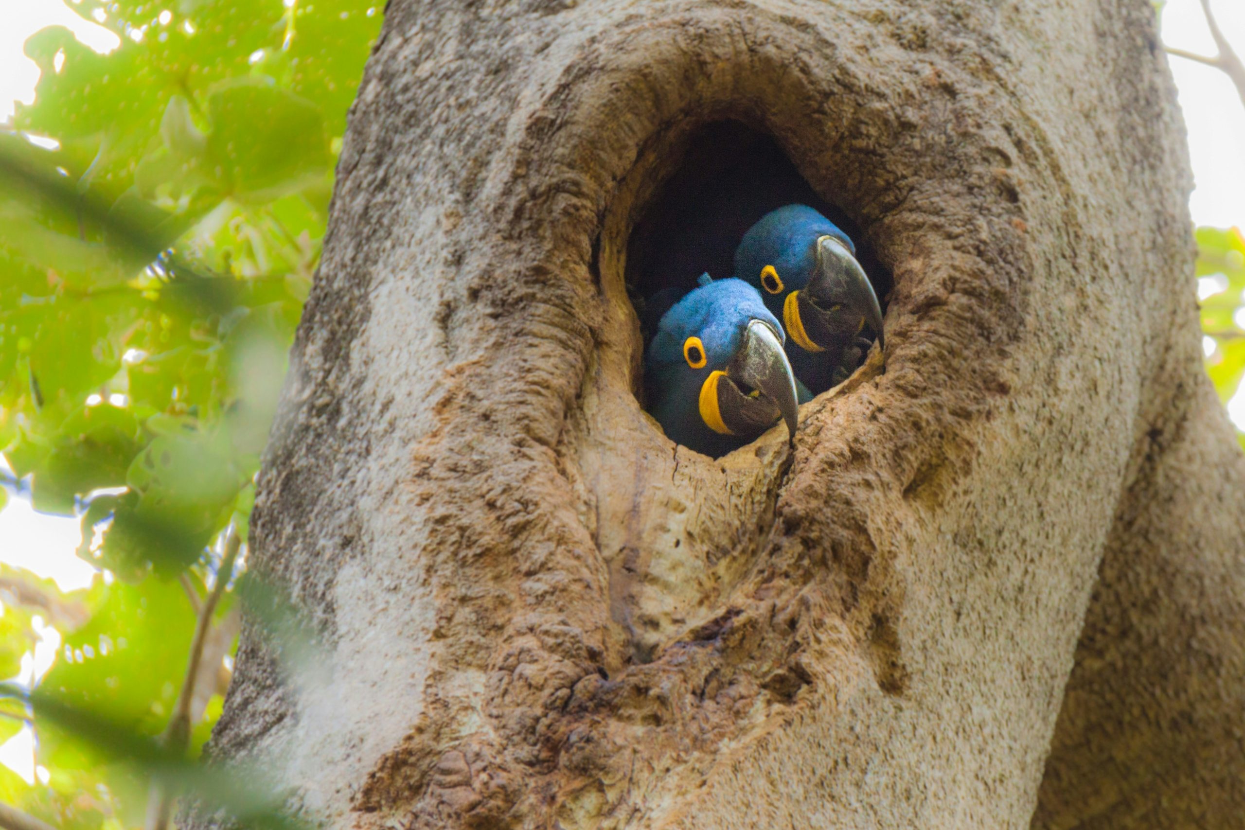 This hyacinth macaw couple was quite happy with themselves after stealing a red macaw couple’s home, Pantanal, Brazil