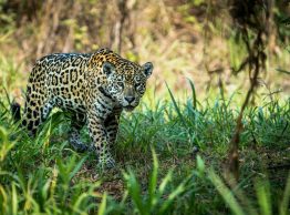 sam-power--sqr42Vmyms-unsplash From a boat, jaguar drinking, Pantanal - Poconé, State of Mato Grosso, Brazil