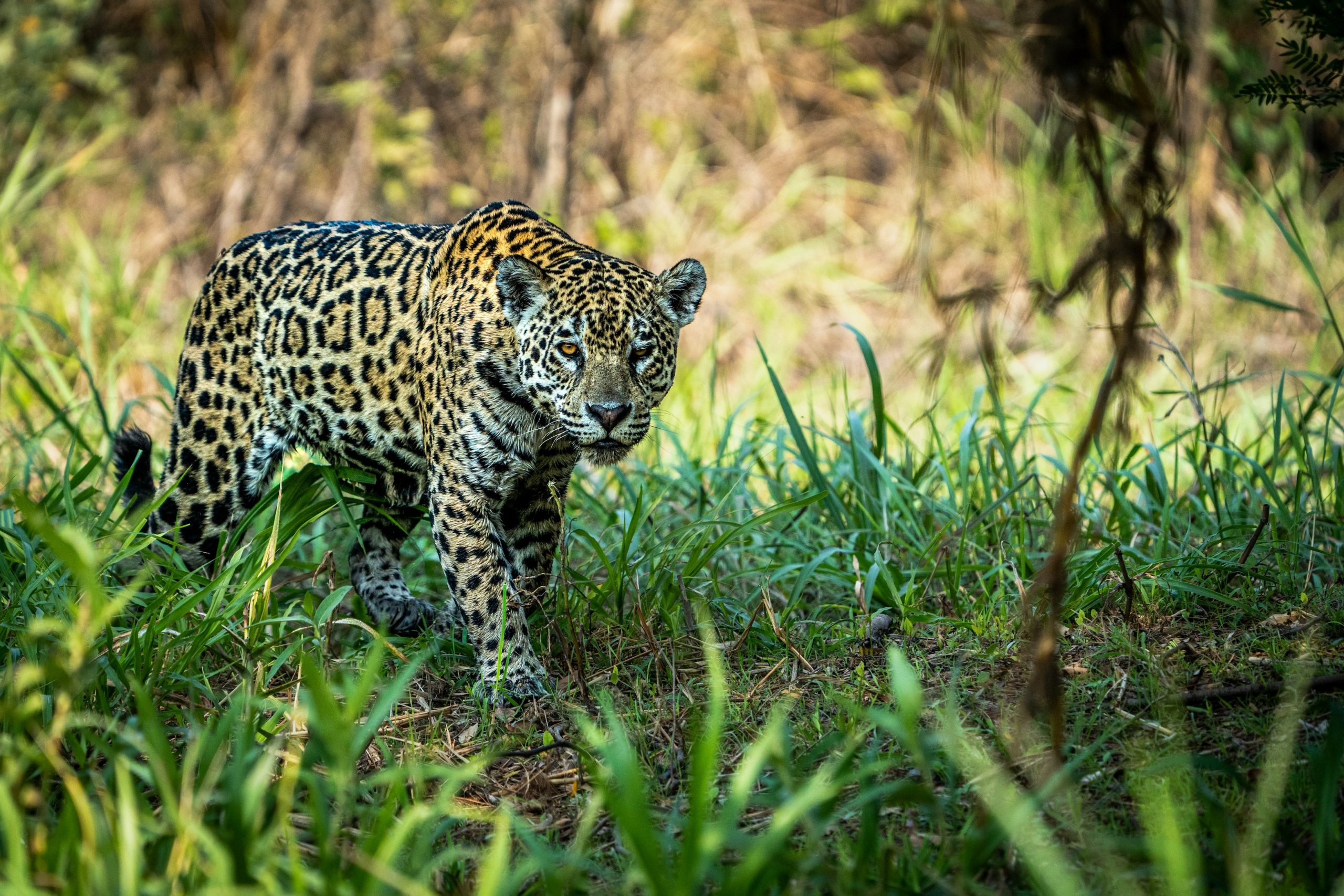 sam-power--sqr42Vmyms-unsplash Jaguar, Pantanal - Poconé, Brazil